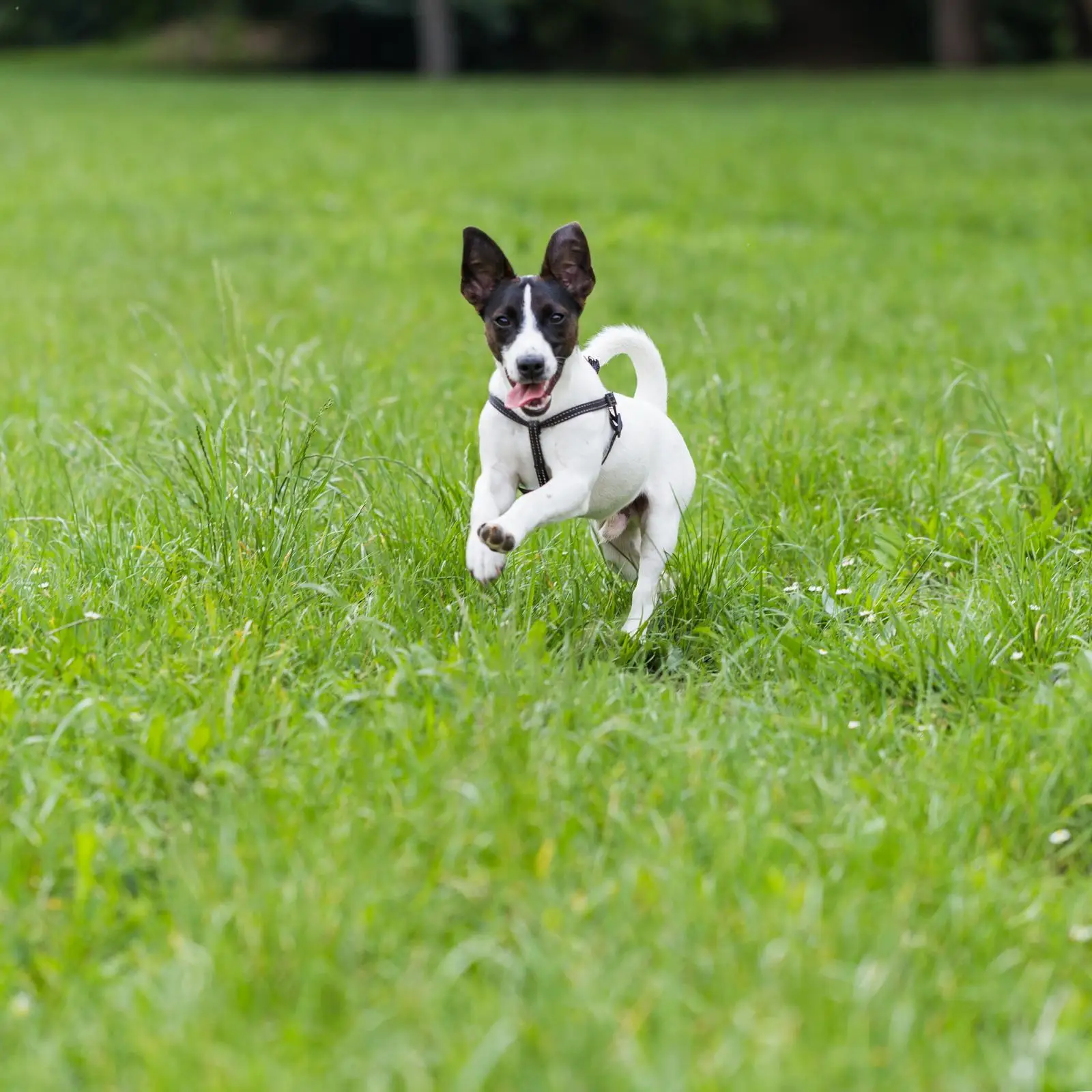 jack russell kolory
