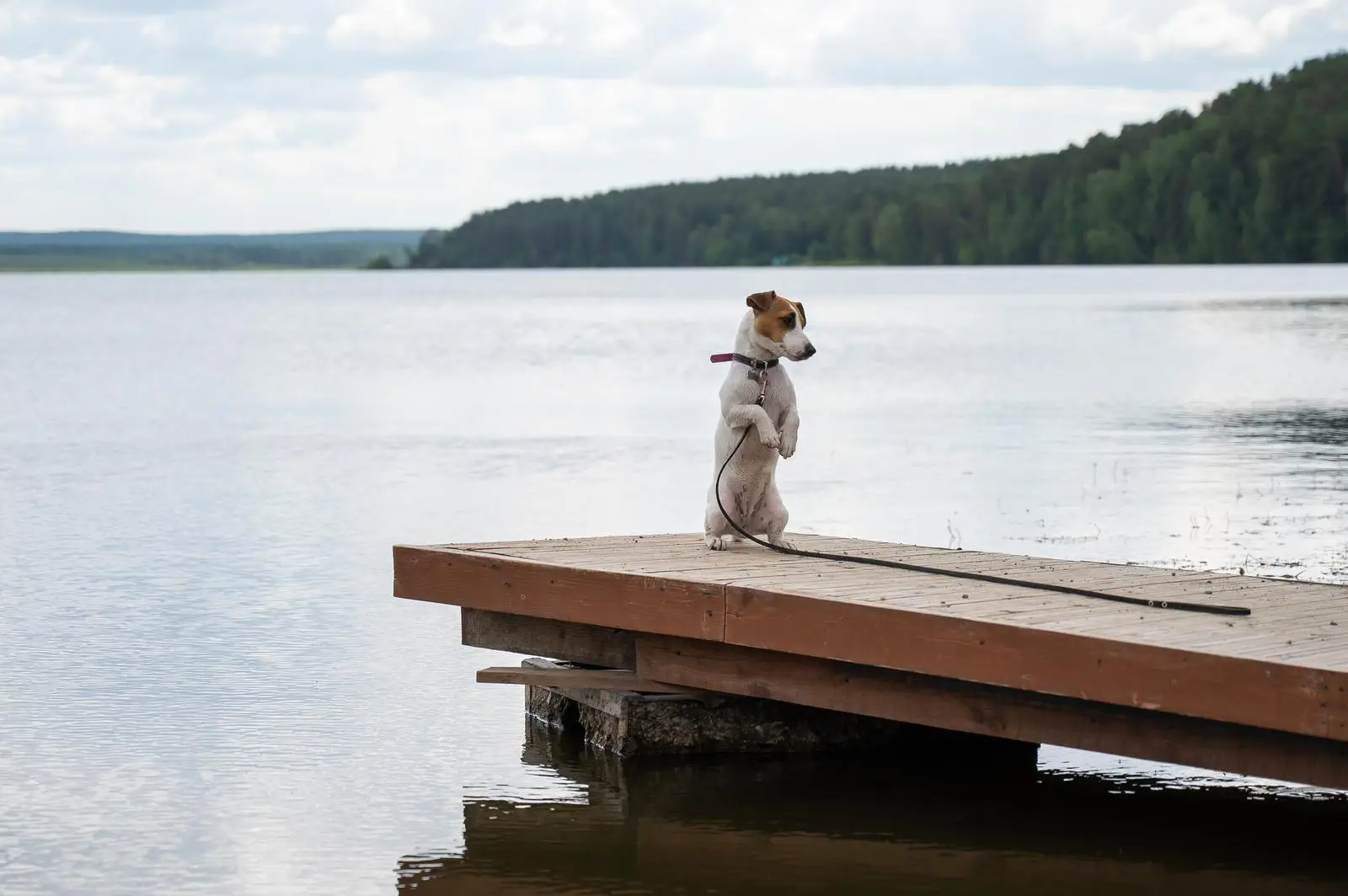 Najpopularniejsze imiona dla jackrussell