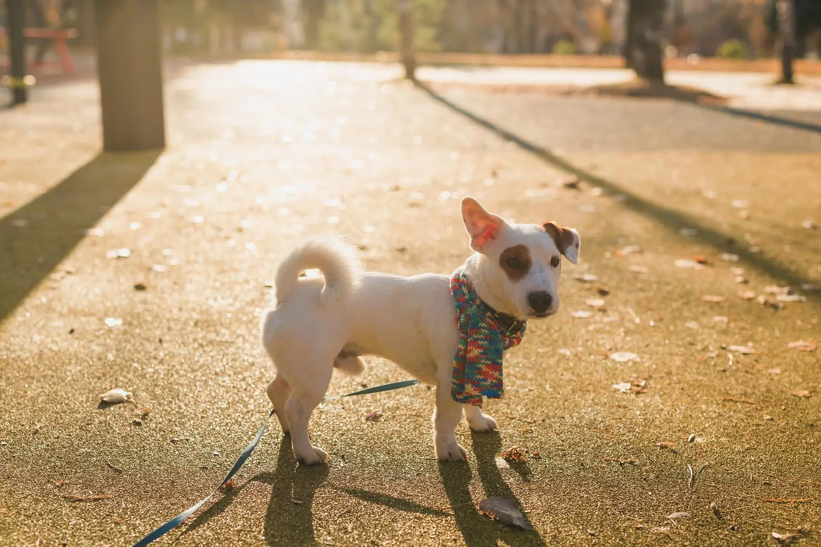 Najdroższa krzyżówka jackrussell
