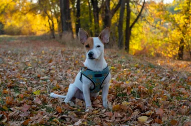 jak przygotować do podróży jack russell?