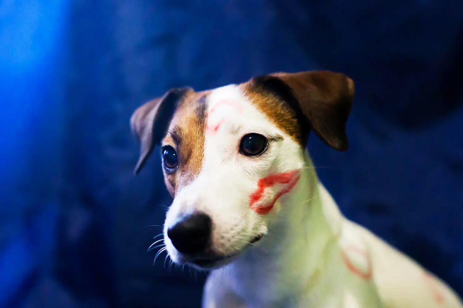 co trzeba wiedzieć o jack russell?