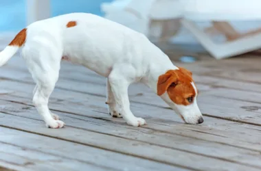 fundacje pomagające jack russell