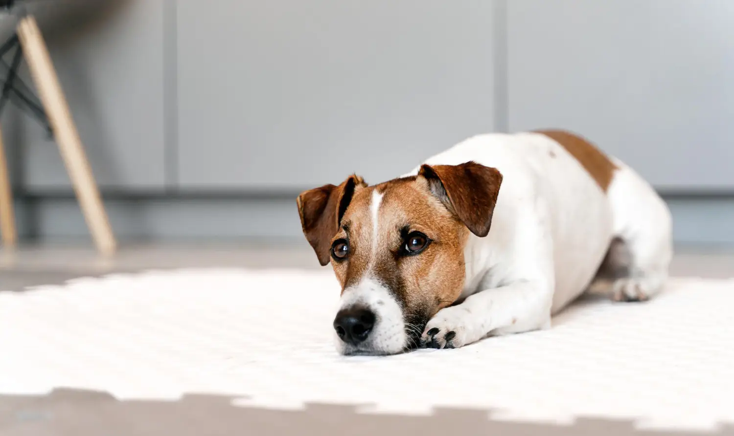 jaki temperament ma jack russell?