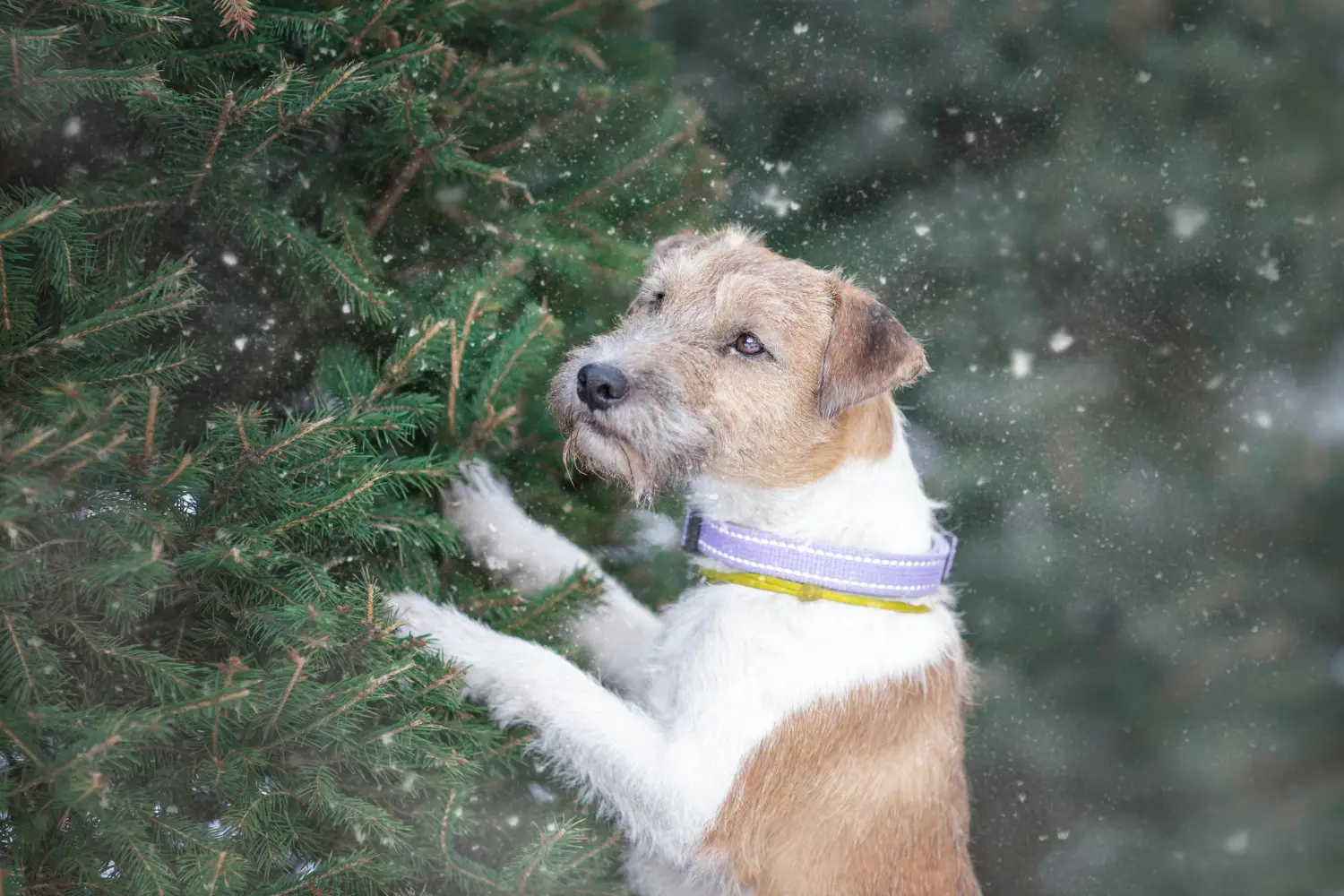 jakie są krzyżówki z jack russell